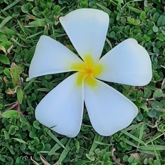 Plumeria obtusa