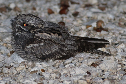 Chotacabras europeo (Caprimulgus europaeus)