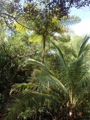 Sphaeropteris intermedia