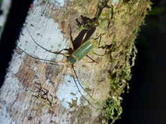 Chlorida cincta