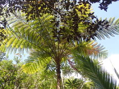 Sphaeropteris intermedia