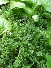 Plagiomnium undulatum