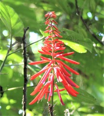 Erythrina herbacea