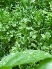 Plagiomnium undulatum