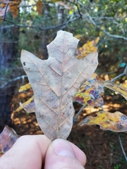 Polystepha pustuloides