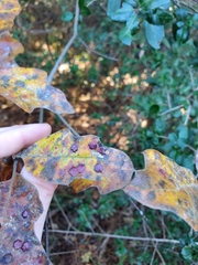 Polystepha pustuloides