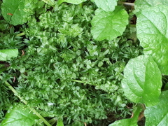 Plagiomnium undulatum