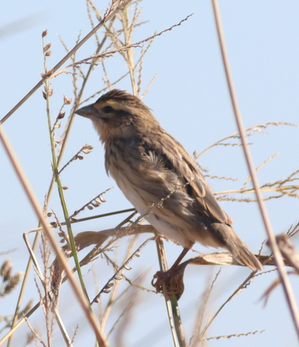 Obispo coronigualdo (Euplectes afer)