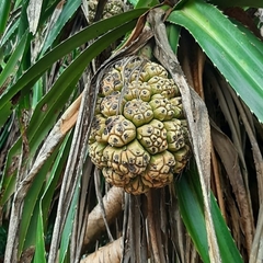 Pandanus odorifer