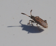 Strobilotoma typhaecornis