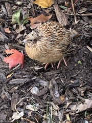 Coturnix japonica