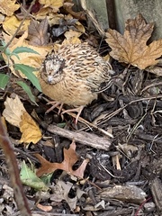 Coturnix japonica