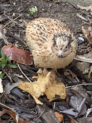 Coturnix japonica