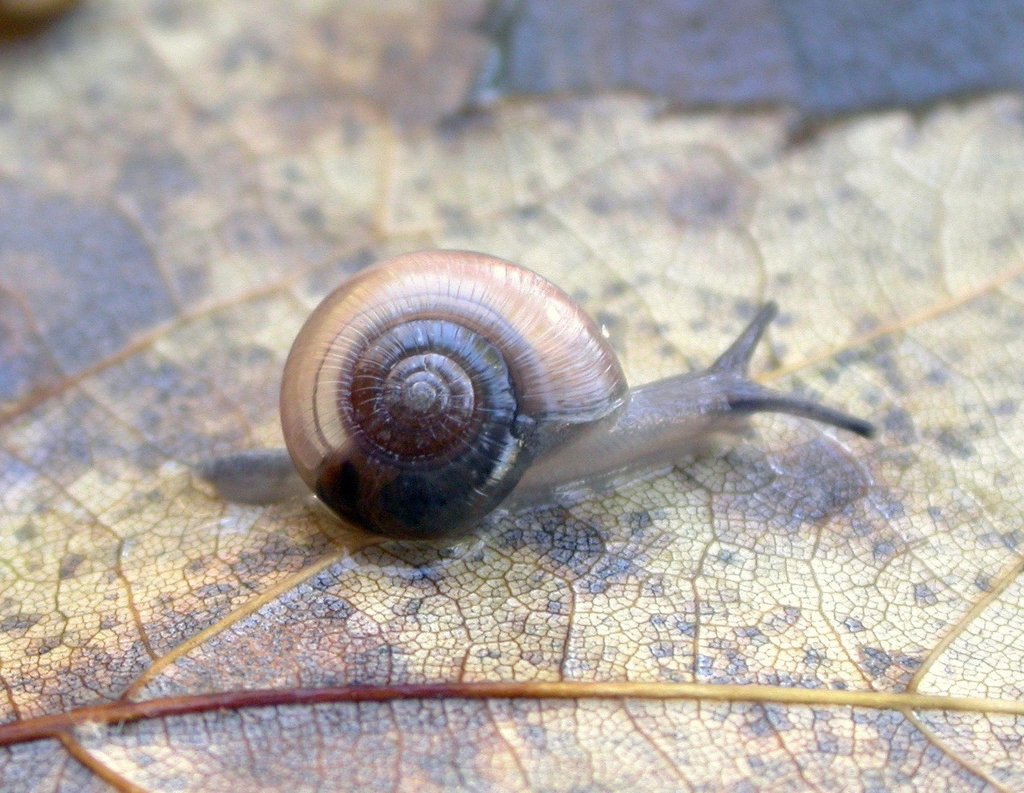 Glyphyalinia