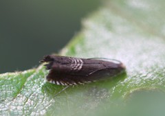Grapholita tristrigana