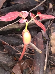 Copaifera langsdorffii