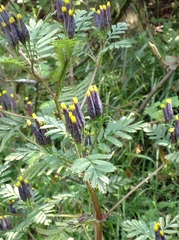 Tagetes foetidissima