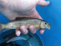 Catostomus macrocheilus