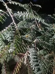 Cenostigma eriostachys
