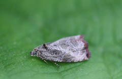 Olethreutes corylana