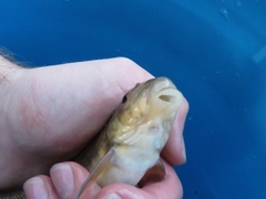 Catostomus macrocheilus