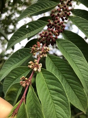 Desert Rose (Adenaria)