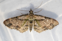 Chloroclystis sphragitis