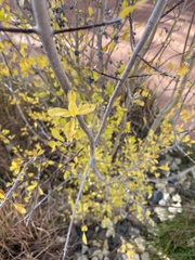 Forestiera pubescens pubescens