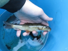 Catostomus columbianus