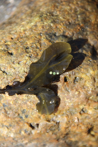 Spirorbis spirorbis