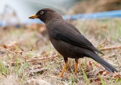 Sooty Thrush photo 2
