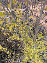 Forestiera pubescens pubescens