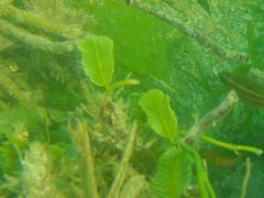 Halophila
