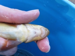 Catostomus columbianus