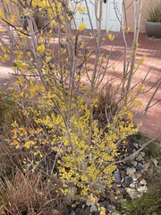 Forestiera pubescens pubescens