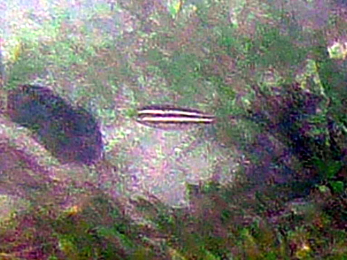 Scaridae observed 2021-10-31