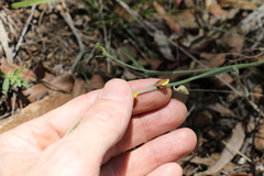 Crotalaria brevis