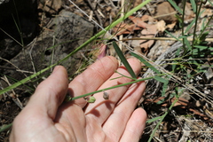 Crotalaria brevis