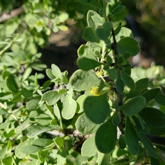 Condalia globosa pubescens