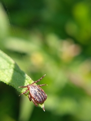 Dermacentor reticulatus