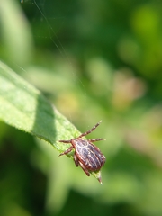 Dermacentor reticulatus