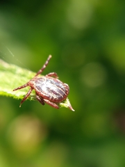 Dermacentor reticulatus
