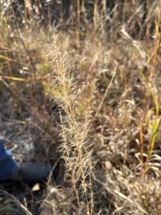 Aristida longespica