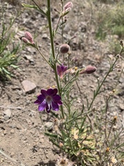 Malesherbia linearifolia