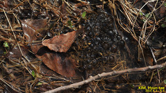 Rana huanrensis