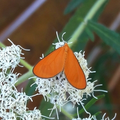 Eudulophasia invaria