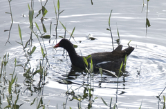 Gallinula galeata