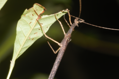 Creoxylus