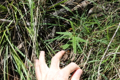 Seringia corollata