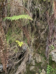 Cyrtomium caryotideum